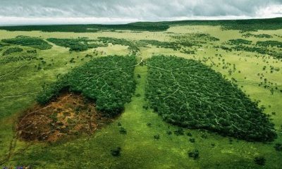 Фото Экологические проблемы и охрана природы в лесных зонах