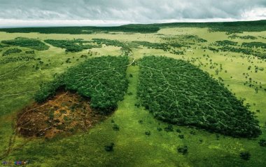 Фотографія Екологічні проблеми й охорона природи в лісових зонах